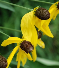 ratibida pinnata closeup.JPG